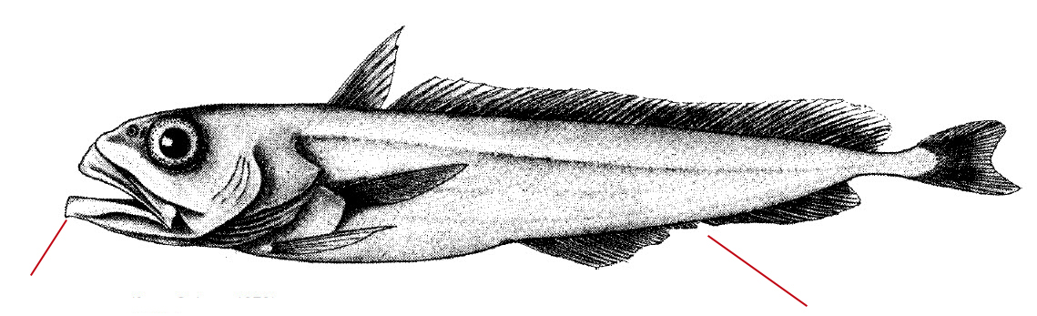 Halargyreus johnsonii_01